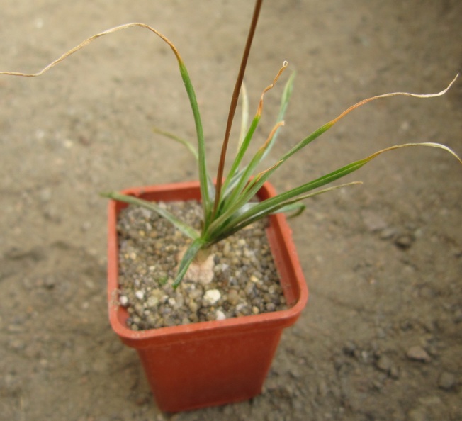 Bulbine_frutescens.JPG