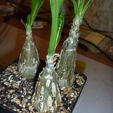 Cephalopentandra ecirrhosa
