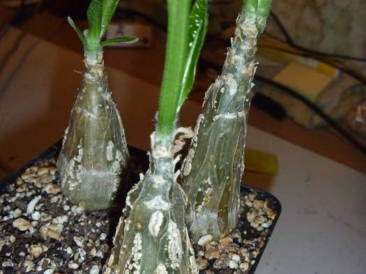 Cephalopentandra ecirrhosa
