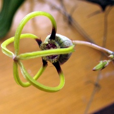 Ceropegia armandii 1 Dual FG