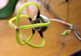 Ceropegia armandii 1 Dual FG