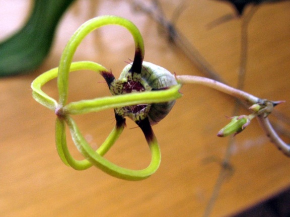 Ceropegia armandii 1 Dual FG