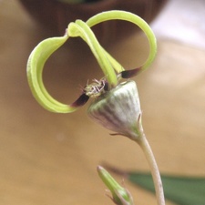 Ceropegia armandii Dual FG
