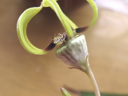 Ceropegia armandii Dual FG