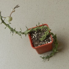 Ceropegia simoneae  Green bizarre form
