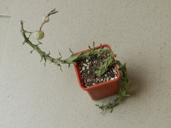 Ceropegia simoneae  Green bizarre form