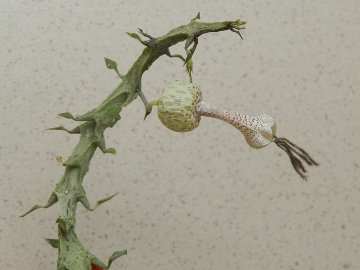 Ceropegia simoneae  Green bizarre form  1