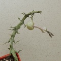 Ceropegia simoneae  Green bizarre form  1