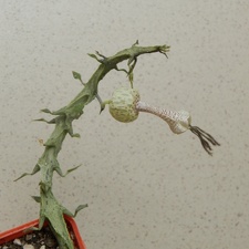 Ceropegia simoneae  Green bizarre form  1