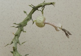 Ceropegia simoneae  Green bizarre form  1