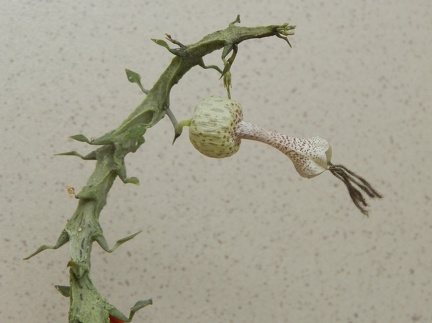 Ceropegia simoneae  Green bizarre form  1