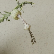 Ceropegia simoneae  Green bizarre form  2