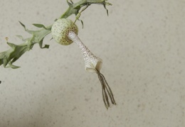 Ceropegia simoneae  Green bizarre form  2