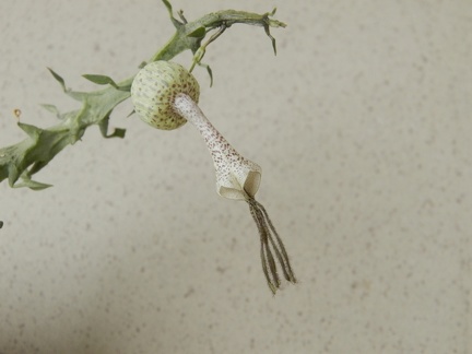 Ceropegia simoneae  Green bizarre form  2