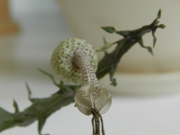 Ceropegia simoneae  Green bizarre form  3
