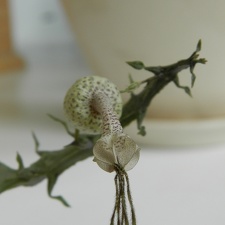 Ceropegia simoneae  Green bizarre form  3