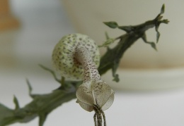 Ceropegia simoneae  Green bizarre form  3