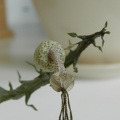 Ceropegia_simoneae__Green_bizarre_form__3.JPG