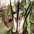 Ceropegia stapeliiformis