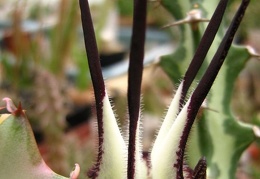 Ceropegia stapeliiformis