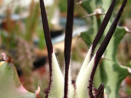 Ceropegia stapeliiformis