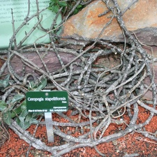 Ceropegia stapeliiformis 001