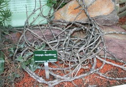 Ceropegia stapeliiformis 001