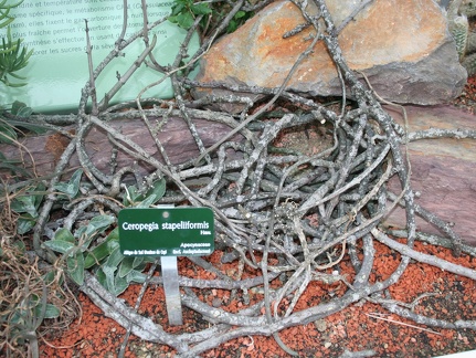 Ceropegia stapeliiformis 001