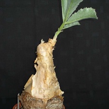 Cyphostemma bainesii Smeyko FG