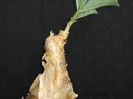 Cyphostemma bainesii Smeyko FG
