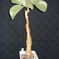 Cyphostemma currorii  cramerana  Smeyko FG