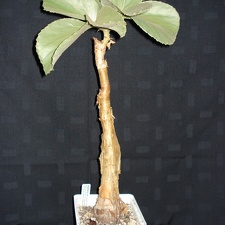 Cyphostemma currorii  cramerana  Smeyko FG