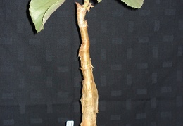 Cyphostemma