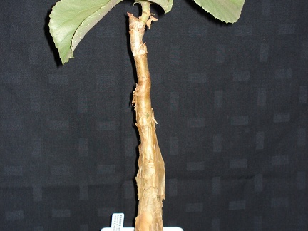 Cyphostemma currorii  cramerana  Smeyko FG