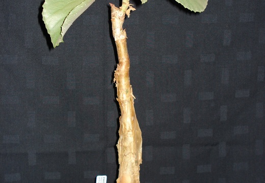 Cyphostemma currorii  cramerana  Smeyko FG