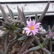 Delosperma harazianum