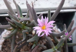 Delosperma harazianum