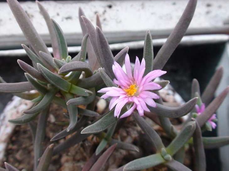 Delosperma harazianum