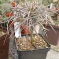 Didierea madagascariensis