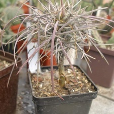 Didierea madagascariensis