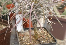 Didierea madagascariensis