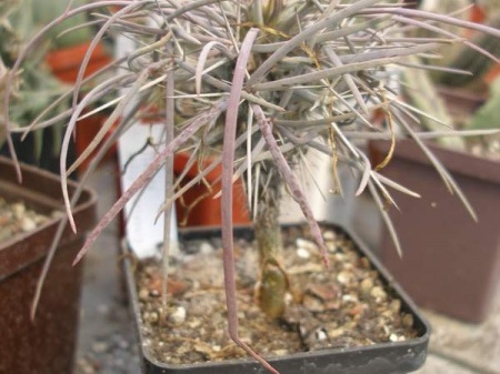 Didierea madagascariensis