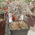 450px-Didierea_madagascariensis1_Iv.jpg