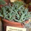 Ebracteola montis-moltkei