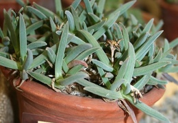 Ebracteola montis-moltkei