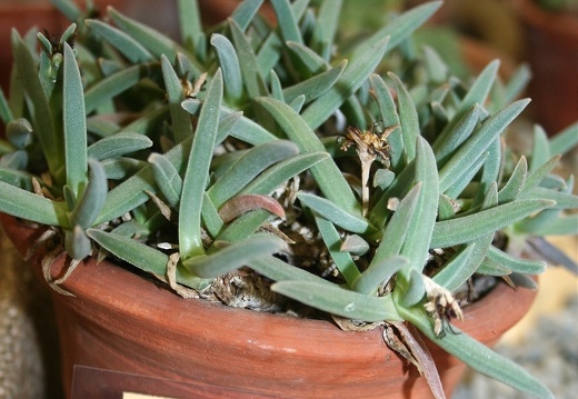 Ebracteola montis-moltkei