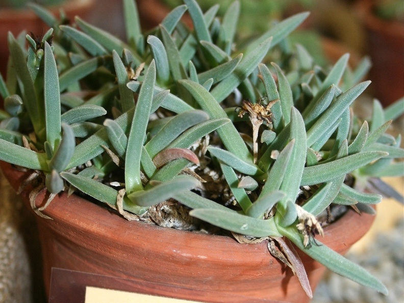 Ebracteola montis-moltkei