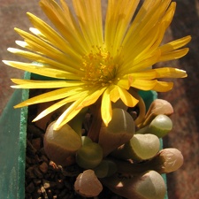 Fenestraria aurantiaca