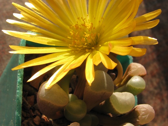 Fenestraria aurantiaca