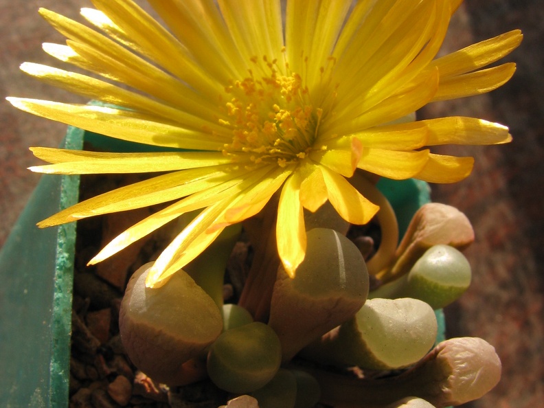 Fenestraria aurantiaca